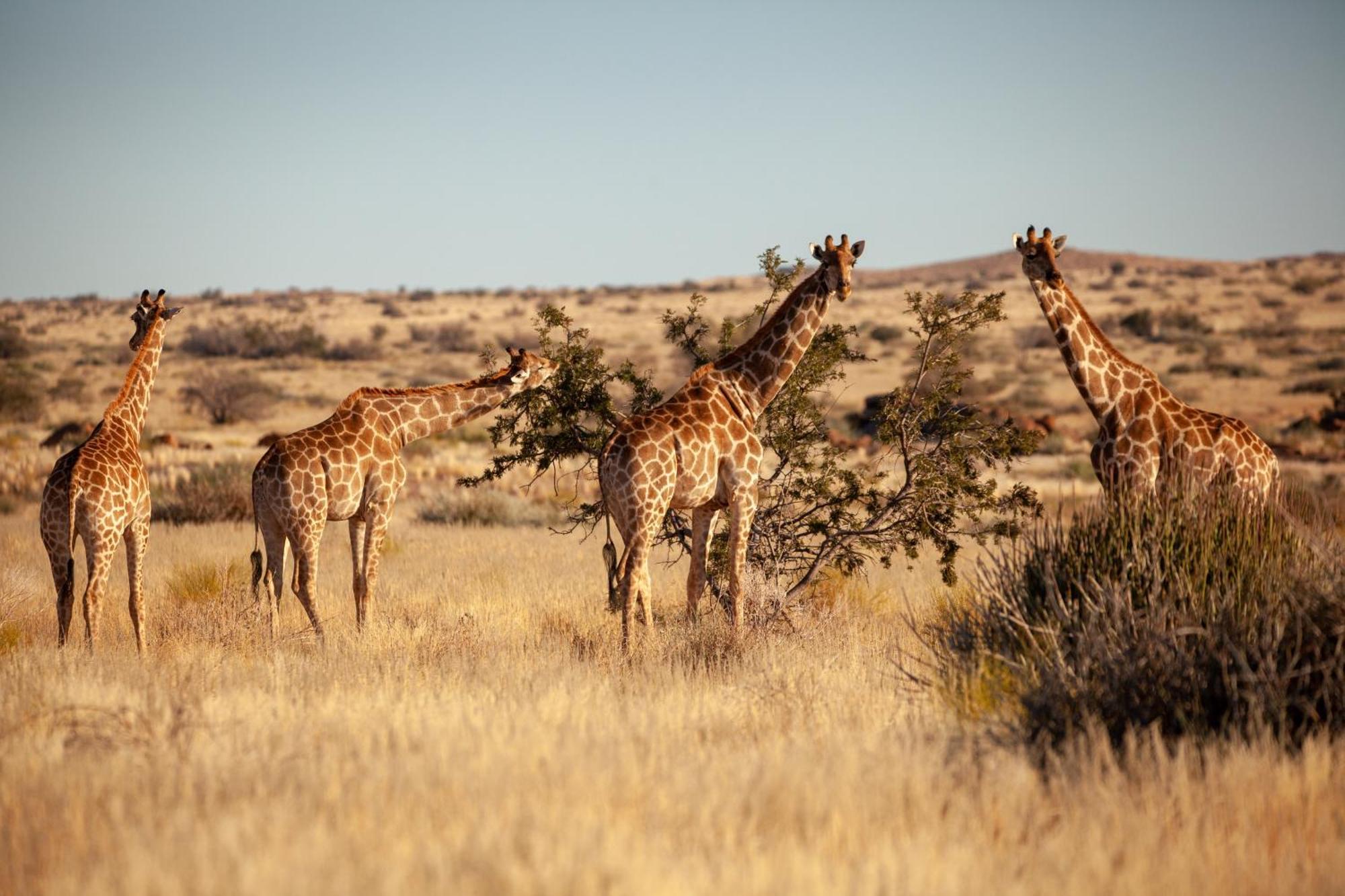 Sandfontein Lodge & Nature Reserve エクステリア 写真